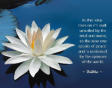The Buddhist Water Lily
